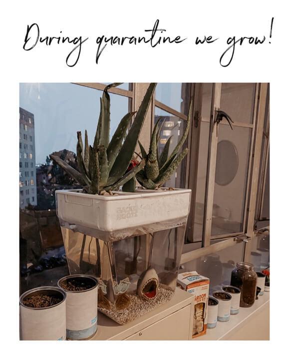succulent garden in aquarium Back to the Roots - Water Garden Duo - Includes Hydroponics and Aquaponics Ecosystem - Grow Year Round
