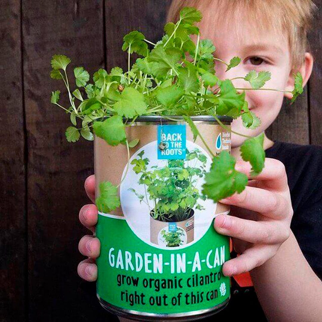 Child holding a green metal can labeled "Garden-In-A-Can" with fresh, leafy cilantro seedlings growing inside. - 6 Pack of Pre-Grown Cilantro, Dill, Oregano Live Seedlings - Default Title - Back to the Roots