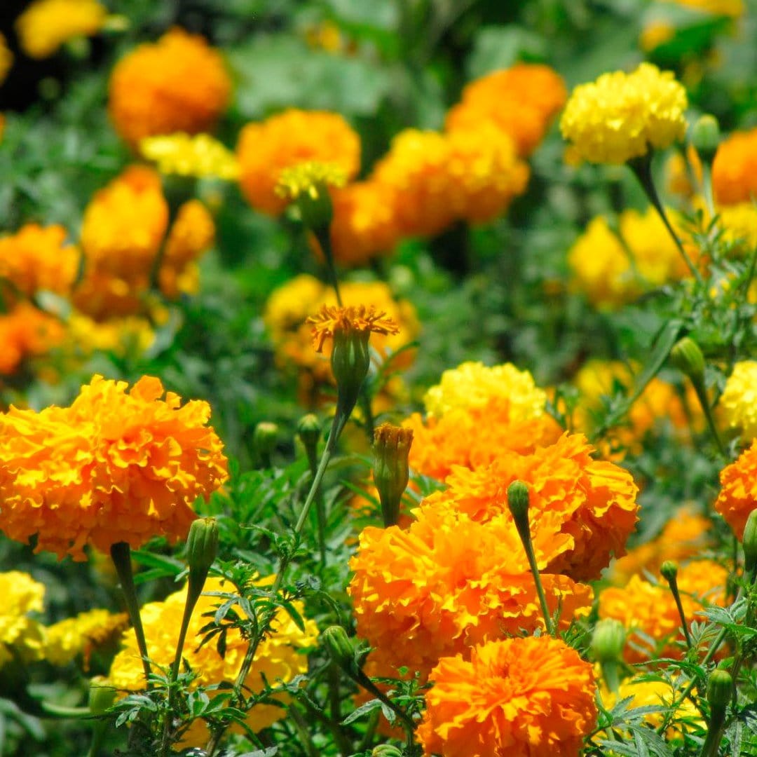 organic flower seeds online Organic Flower 5-Pack Seed Bundle