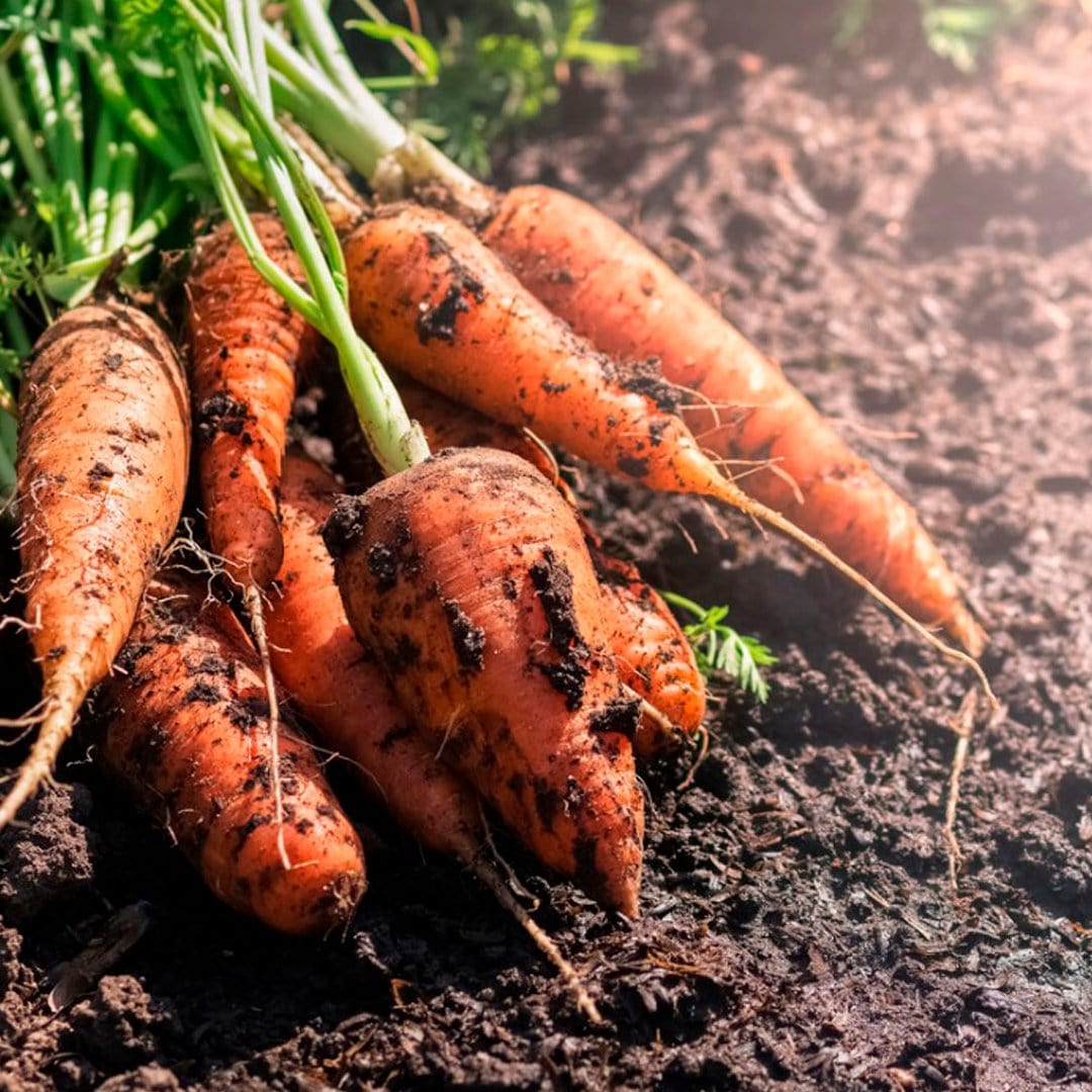 back to the roots organic garden essentials vegetable seeds variety Organic Fall Essentials 15-Pack – Back to the Roots