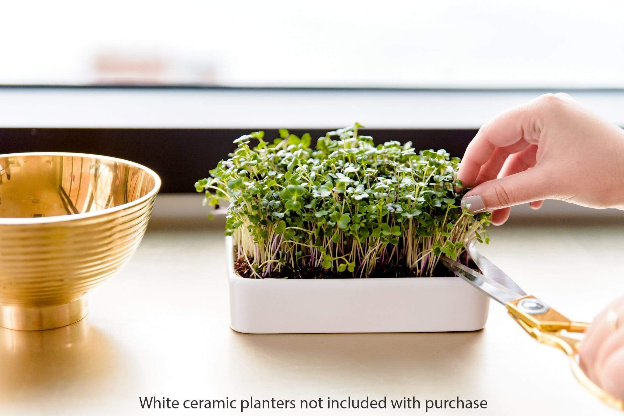 Organic Microgreens Kit, Variety 3-Pack 🌱