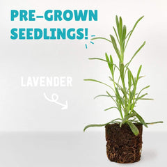 4 Pack of Pre-Grown Lavender Seedlings