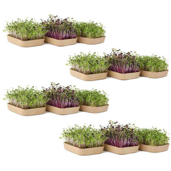 Organic Microgreens Kit, Bulk Saver 6-Pack 🌱