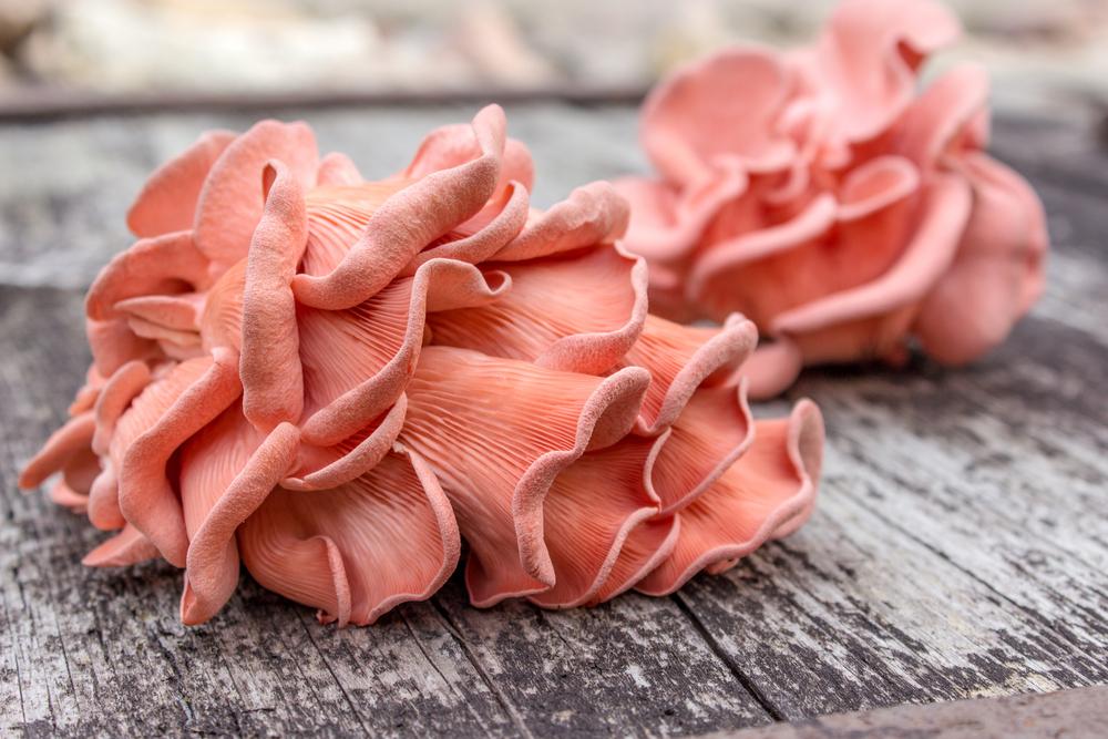 MUSHROOM GROW KIT (2 PACK) - *New* VARIETY EDITION (Pink + Pearl Oyster Mushrooms) - Back to the Roots