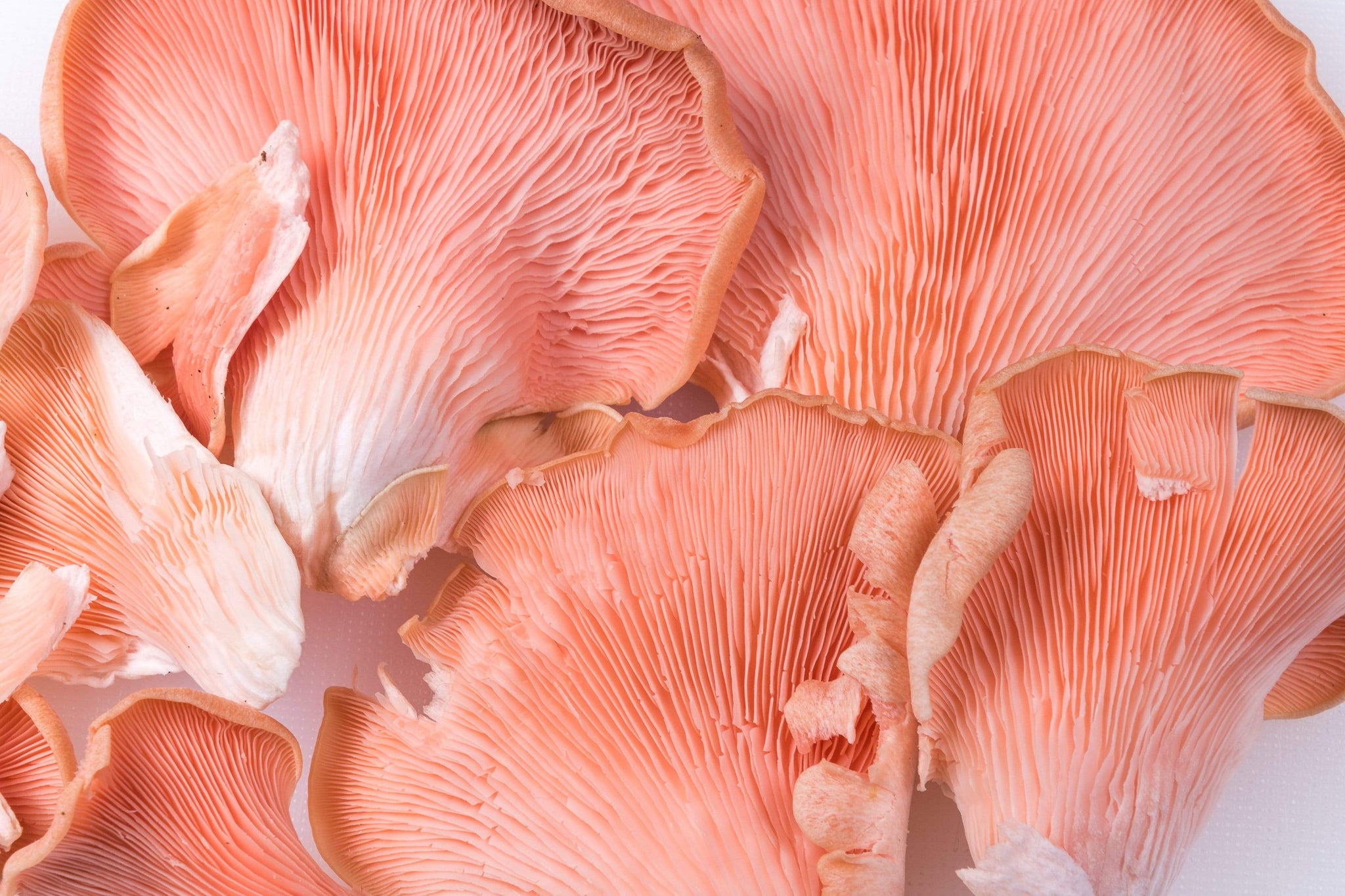 MUSHROOM GROW KIT (2 PACK) - *New* VARIETY EDITION (Pink + Pearl Oyster Mushrooms) - Back to the Roots