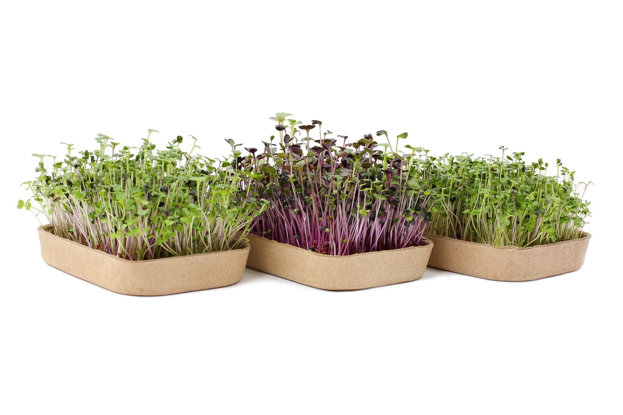 Organic Microgreens Kit, Variety 3-Pack - Thumbnail 2