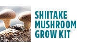 Mushroom Shiitake Grow Kit
